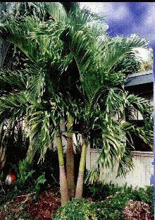Christmas palm