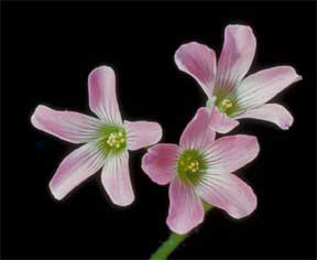 oxalis martiana in flower