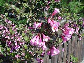 Abelia schumannii blooming shrub