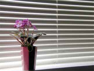 african violet in a decorative pot waiting for the blinds to open