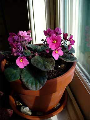 pink african violet growing in clay pot by window