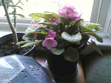 african violet enjoying life on a widow sill