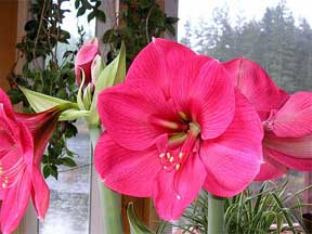 amaryllis flower picture bright colors