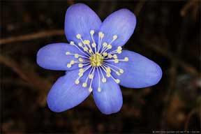 colorful anemones