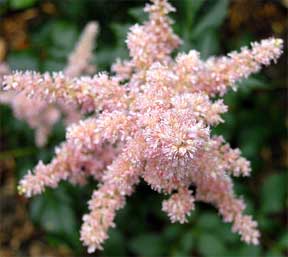 Astilbe bulbs make flower clusters of froth