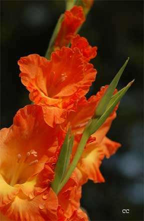 orange baby gladiolus