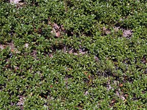 bearberry groundcover