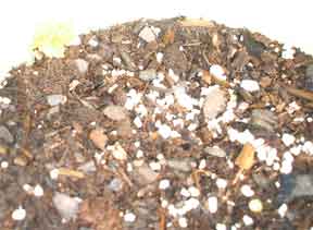 pot of soil with begonias ready to pop out