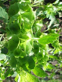 Bells of Ireland - Molucella laevis