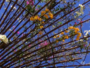 Bougainvillea growing as a vine over walkway southwest