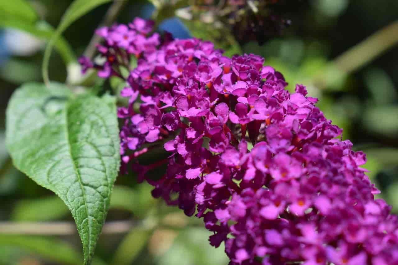 Buddleia Davidii