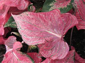 fancy leaved caladium bulbs