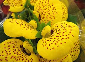 calceolaria slipper plants