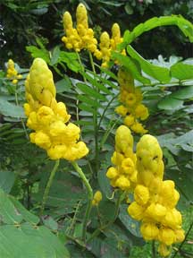 cassia alata candlebush flowering