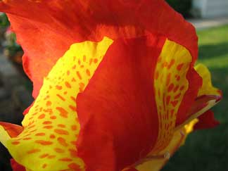 bright color flowering canna lilies