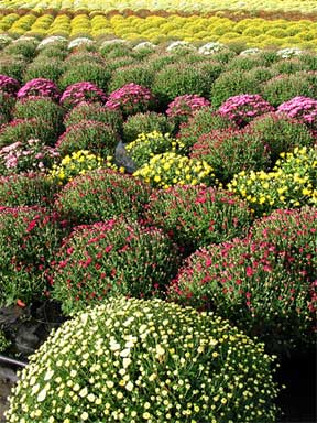assorted mums ready for flower