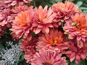 colorful chrysanthemums