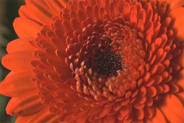 growing big colorful mums