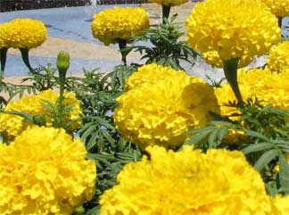 Bright yellow Chrysanthemums