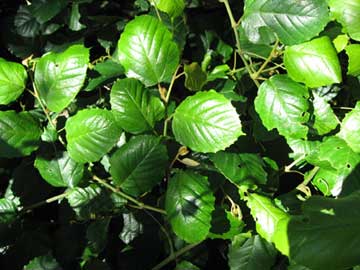 close up of a cissus used indoors