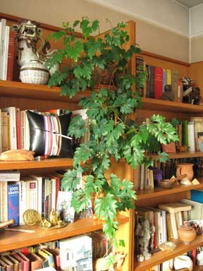 cissus enjoying life on a bookshelf