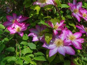 clematis in flower