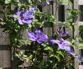 clematis vines provide flower for color all summer