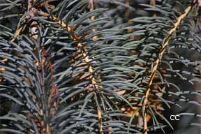 colorado blue spruce