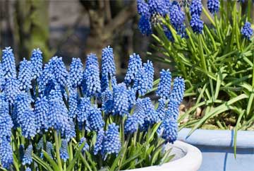 blue hyacinth in containers