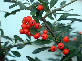 evergreen cotoneaster with red berries