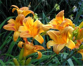 day lilies in the landscape