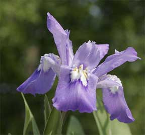purple dwarf iris
