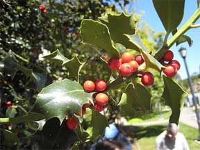 english holly with berries