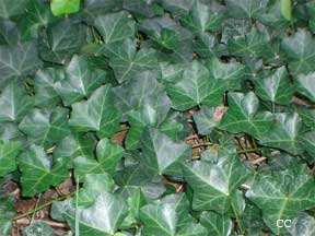 english ivy as a groundcover