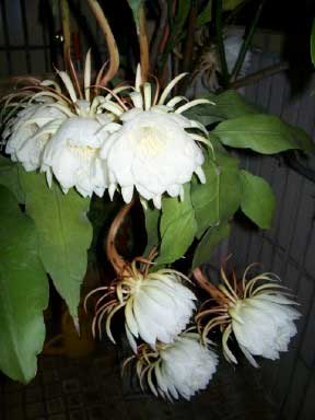 epiphyllum cactus flowering