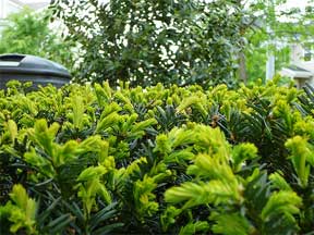 close up of evergreens in landscape