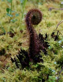 fern frond unfolding