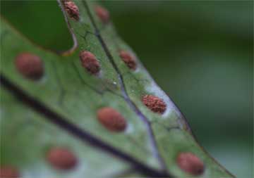 close up of fern spores