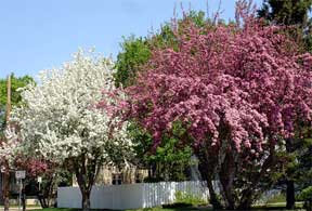 a pair of flowering crabapples