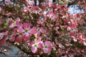 flowering dogwood pink