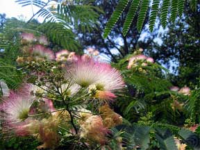 bloom of a mimosa tree albizzia julibrissin