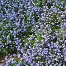 bed of Myosotis scorpioides - Forget Me Not