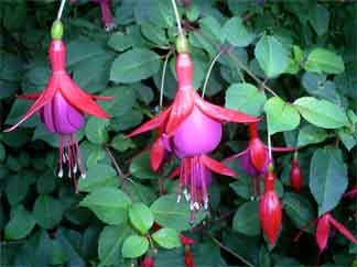 intense colorful fuchsia flowering on a Patio