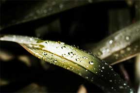 droplets on a leaf