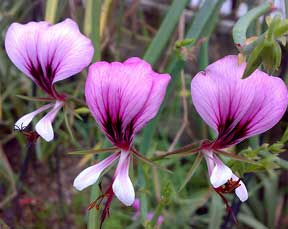 Pelargonium tetragonum