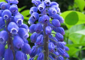 grape hyacinth makes its bloom appearance