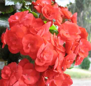 hot red begonias the tuberous type