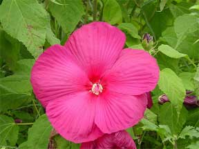 giant hibiscus flower rose