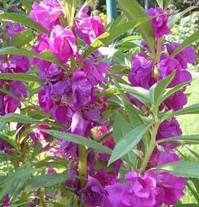 impatiens balsamina