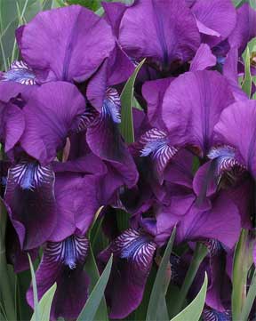 bearded iris purple